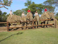 These are tame, trained elephants.