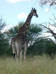 2008-03-01 Botswana