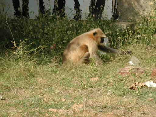 DSCN7159 Yellow macaque