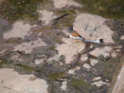 DSCN7179 Rufous treepie