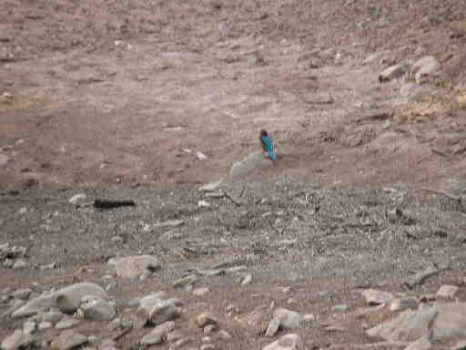 DSCN7180 White throated kingfisher