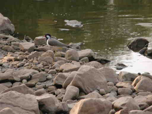 DSCN7181 Red-wattled lapwing