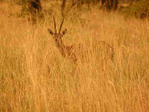 DSCN7186 Indian gazelle