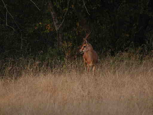 DSCN7187 Indian gazelle