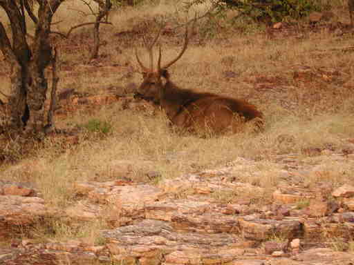 DSCN7199 Sambar