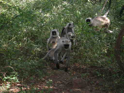 DSCN7218 Hanuman Langur