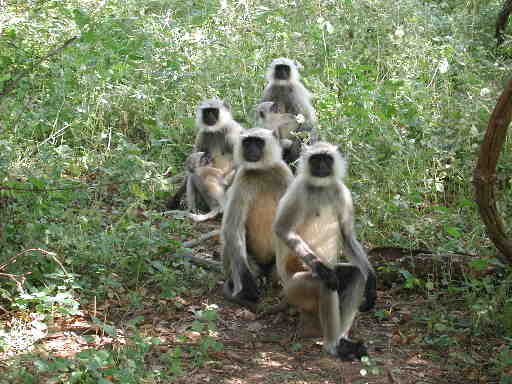 DSCN7219 Hanuman Langur