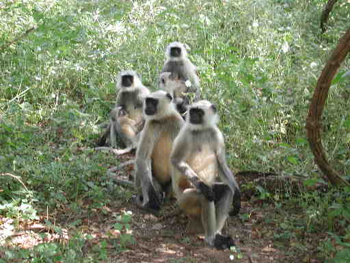 DSCN7220 Hanuman Langur