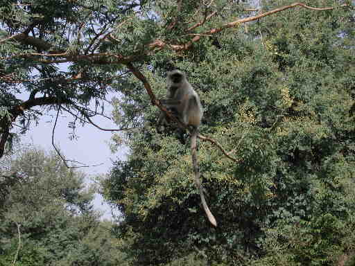 DSCN7221 Hanuman Langur