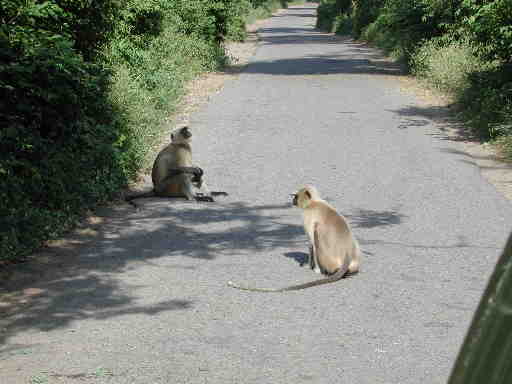 DSCN7222 Hanuman Langur