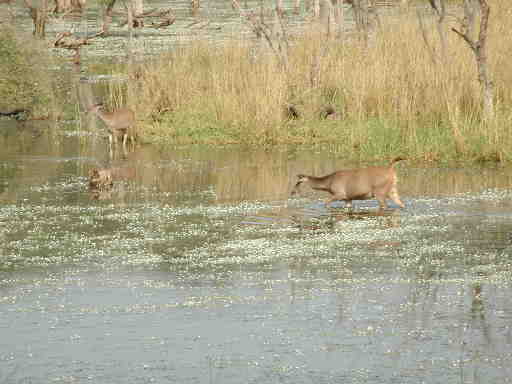 DSCN7240 Sambar