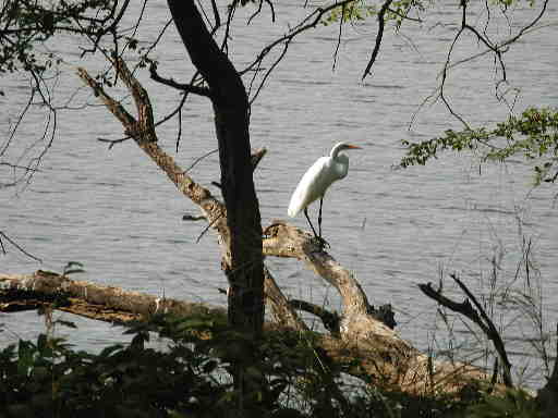 DSCN7242 Great egret