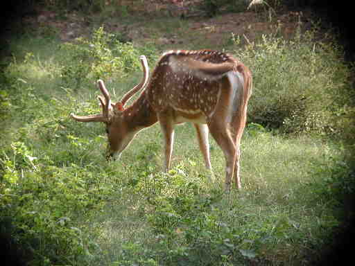 DSCN7243 Spotted deer