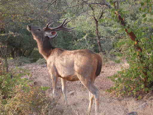 DSCN7248 Sambar