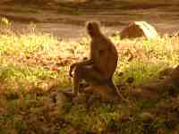 DSCN7216 Hanuman Langur