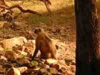 DSCN7217 Hanuman Langur