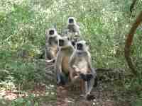 DSCN7220 Hanuman Langur