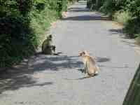 DSCN7222 Hanuman Langur