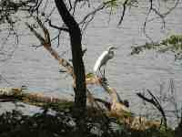 DSCN7242 Great egret