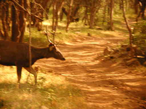 DSCN7272 Sambar