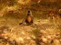 DSCN7266 Langur