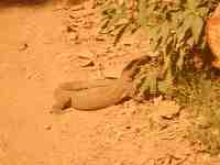 DSCN7275 Monitor lizard