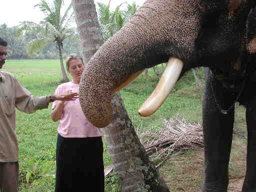 DSCN7458 Feeding the elephant