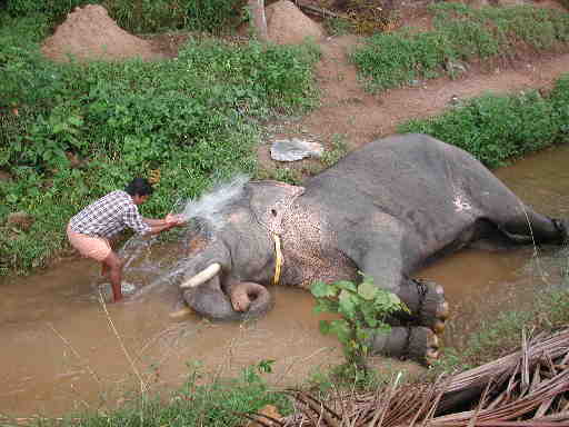 DSCN7460 Washing the elephant