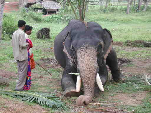 DSCN7461 Preparing for elephant ride