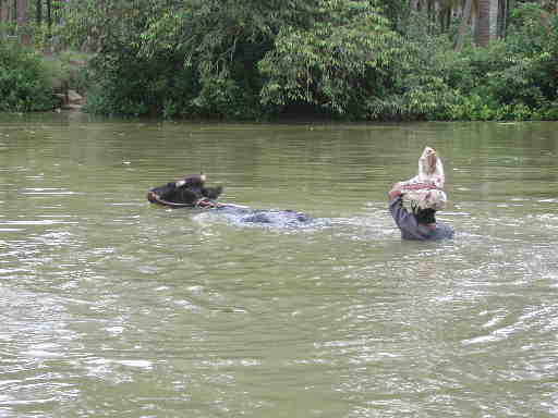 DSCN7495 Man and cow crossing the water