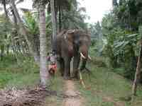 DSCN7454 The other elephant arrives for his bath