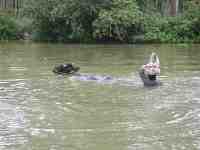 DSCN7495 Man and cow crossing the water