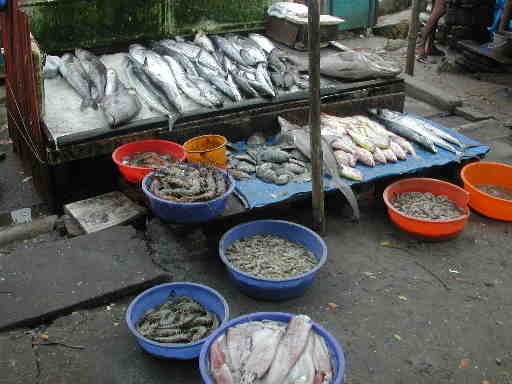 DSCN7522 Fish for sale